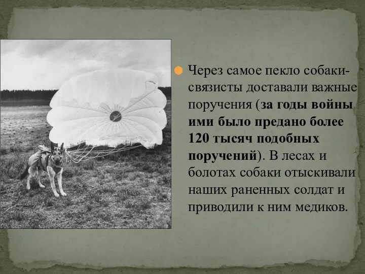 Через самое пекло собаки-связисты доставали важные поручения (за годы войны