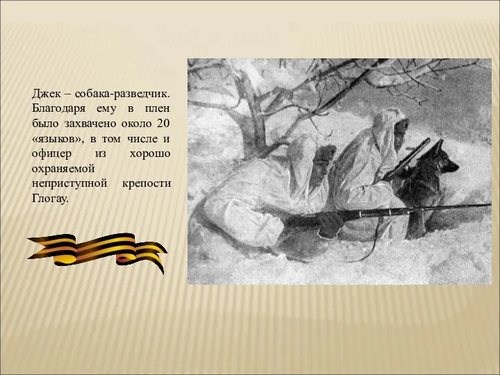 Джек – собака-разведчик. Благодаря ему в плен было захвачено около