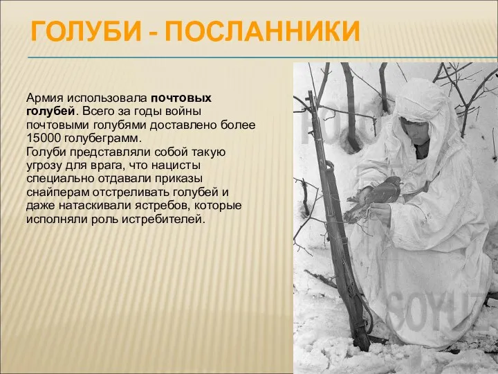 ГОЛУБИ - ПОСЛАННИКИ Армия использовала почтовых голубей. Всего за годы