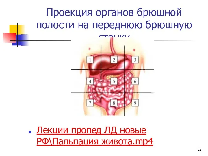 Проекция органов брюшной полости на переднюю брюшную стенку Лекции пропед ЛД новые РФ\Пальпация живота.mp4
