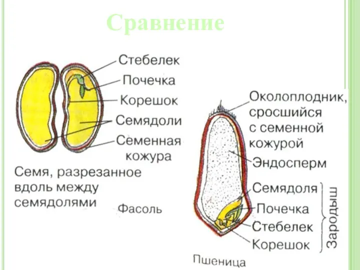 Сравнение