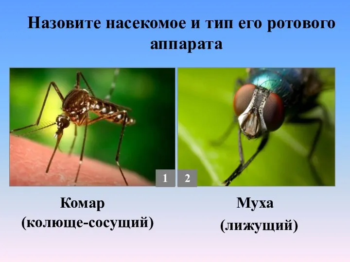 (колюще-сосущий) (лижущий) Комар Муха Назовите насекомое и тип его ротового аппарата 1 2