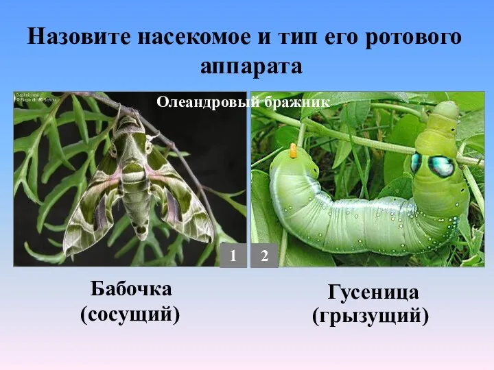 (грызущий) Олеандровый бражник (сосущий) Бабочка Гусеница Назовите насекомое и тип его ротового аппарата 1 2