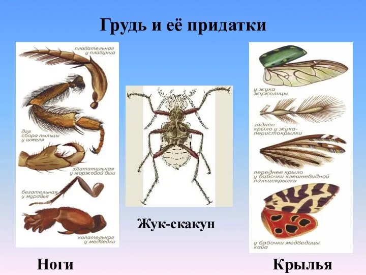 Грудь и её придатки Жук-скакун Ноги