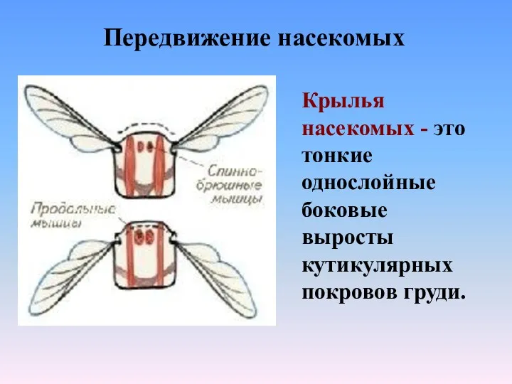 Передвижение насекомых Крылья насекомых - это тонкие однослойные боковые выросты кутикулярных покровов груди.