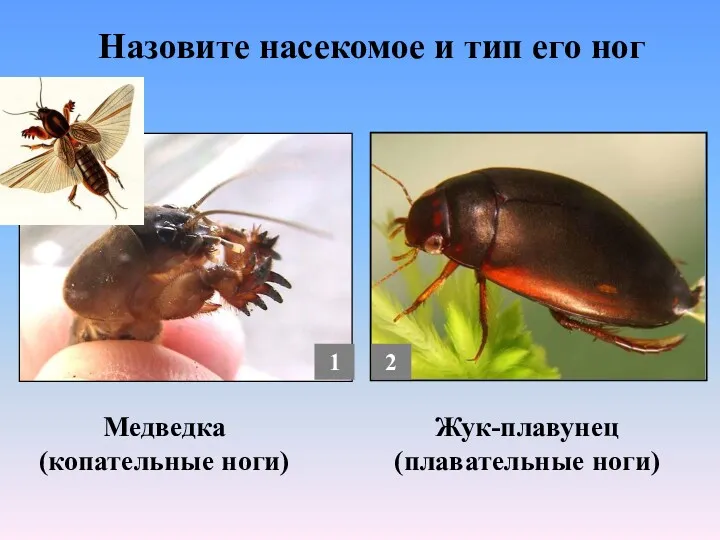 Назовите насекомое и тип его ног Медведка (копательные ноги) Жук-плавунец (плавательные ноги) 1 2