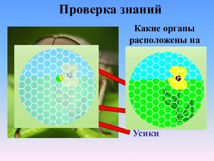 Какие органы расположены на голове насекомого Сложные глаза (фасеточные) Усики Ротовой аппарат Проверка знаний