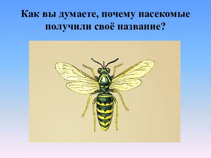 Как вы думаете, почему насекомые получили своё название?