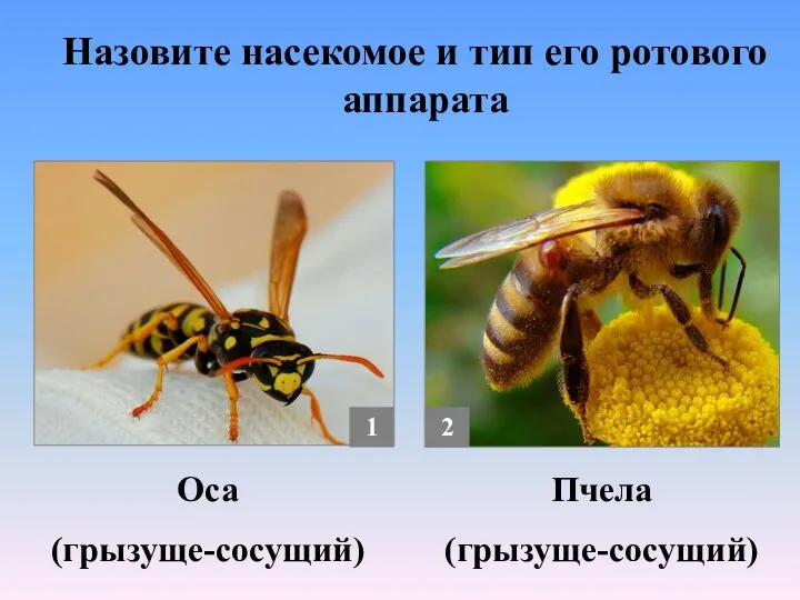 Пчела (грызуще-сосущий) Назовите насекомое и тип его ротового аппарата Оса (грызуще-сосущий) 1 2