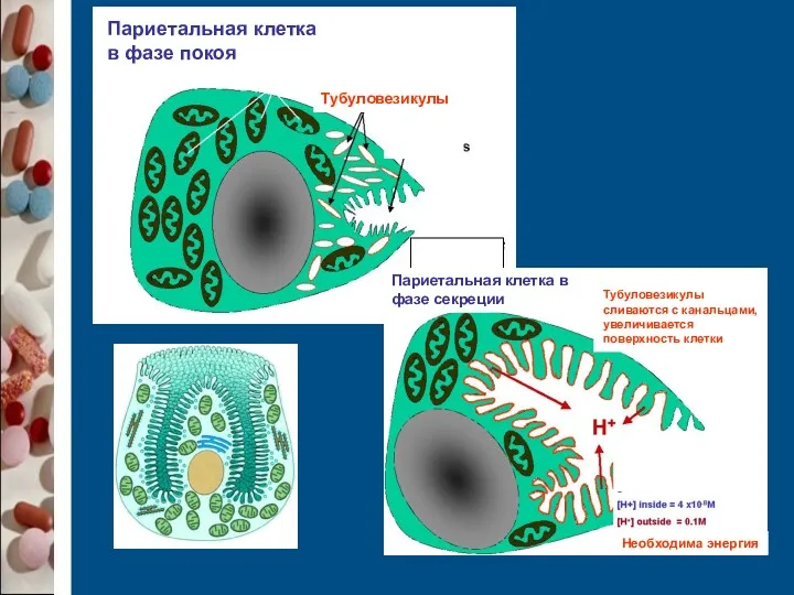 Тубуловезикулы Париетальная клетка в фазе покоя Митохондрии Канальцы Париетальная клетка