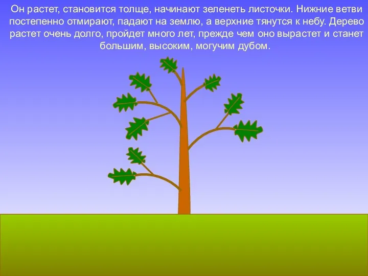 Он растет, становится толще, начинают зеленеть листочки. Нижние ветви постепенно