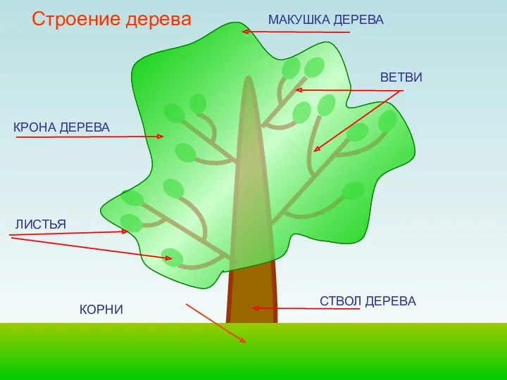 Строение дерева КРОНА ДЕРЕВА ВЕТВИ СТВОЛ ДЕРЕВА ЛИСТЬЯ МАКУШКА ДЕРЕВА КОРНИ