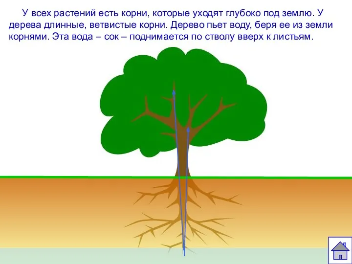 У всех растений есть корни, которые уходят глубоко под землю.