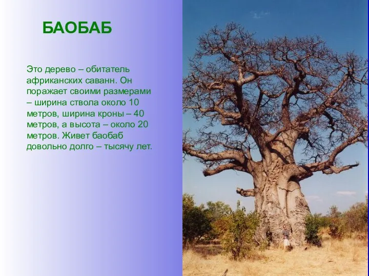 БАОБАБ Это дерево – обитатель африканских саванн. Он поражает своими
