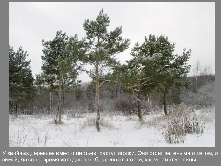 У хвойных деревьев вместо листьев растут иголки. Они стоят зелеными