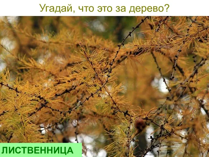 Угадай, что это за дерево? ЛИСТВЕННИЦА