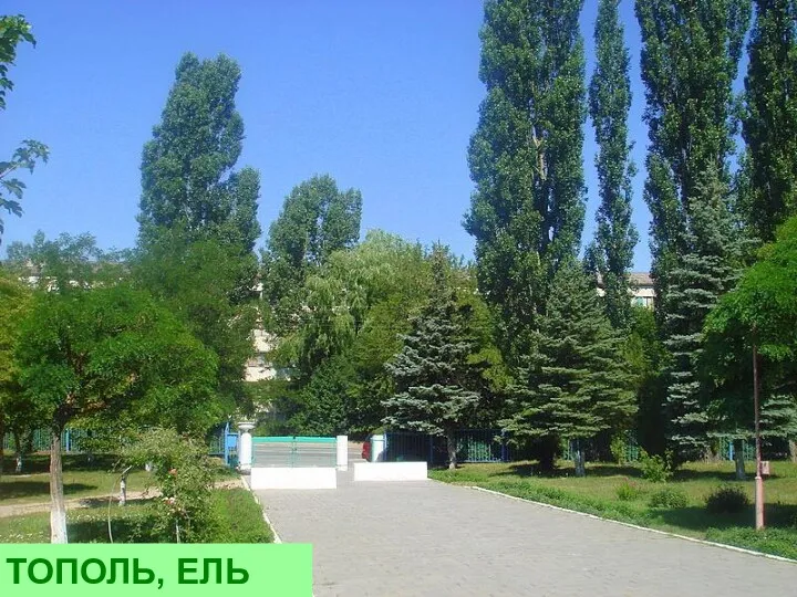 ТОПОЛЬ, ЕЛЬ