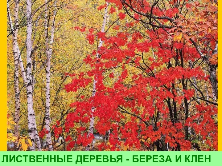 ЛИСТВЕННЫЕ ДЕРЕВЬЯ - БЕРЕЗА И КЛЕН