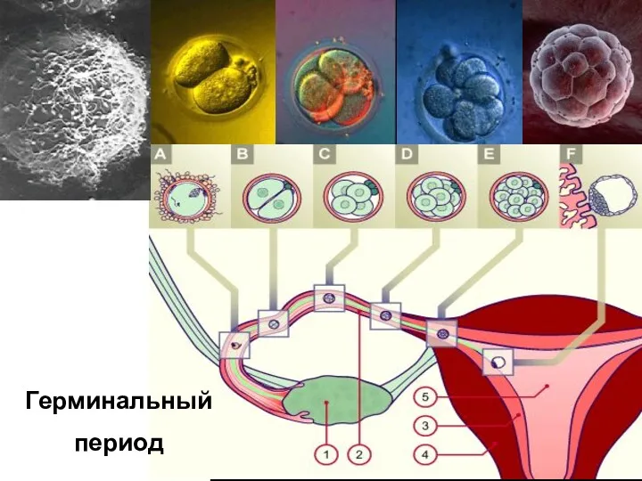 Герминальный период