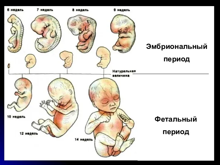 Эмбриональный период Фетальный период