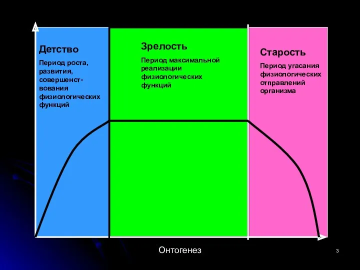 Детство Период роста, развития, совершенст-вования физиологических функций Зрелость Период максимальной