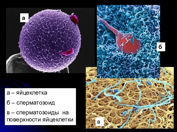 а б а – яйцеклетка б – сперматозоид в – сперматозоиды на поверхности яйцеклетки в