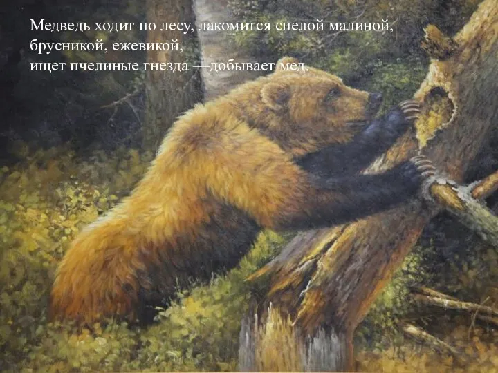 Медведь ходит по лесу, лакомится спелой малиной, брусникой, ежевикой, ищет