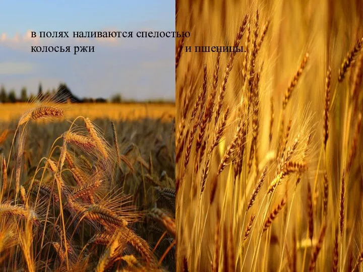 в полях наливаются спелостью колосья ржи и пшеницы. в полях наливаются спелостью колосья ржи и пшеницы.