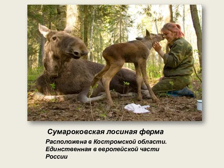 Сумароковская лосиная ферма Расположена в Костромской области. Единственная в европейской части России