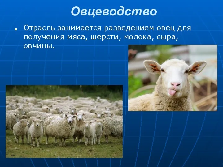 Овцеводство Отрасль занимается разведением овец для получения мяса, шерсти, молока, сыра, овчины.