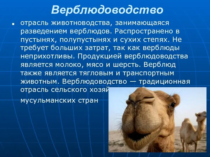 Верблюдоводство отрасль животноводства, занимающаяся разведением верблюдов. Распространено в пустынях, полупустынях