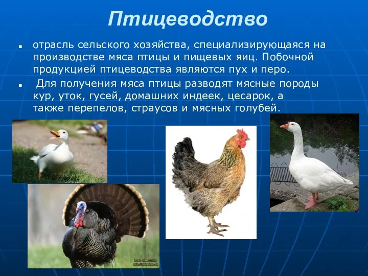 Птицеводство отрасль сельского хозяйства, специализирующаяся на производстве мяса птицы и