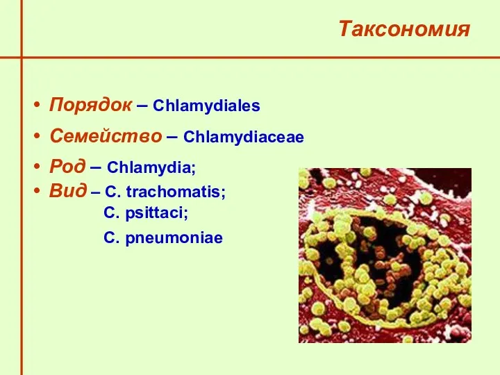 Таксономия Порядок – Chlamydiales Семейство – Chlamydiaceae Род – Chlamydia; Вид – C.