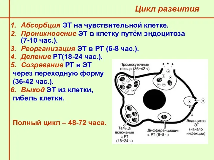 Абсорбция ЭТ на чувствительной клетке. Проникновение ЭТ в клетку путём эндоцитоза (7-10 час.).