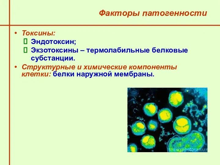 Факторы патогенности Токсины: Эндотоксин; Экзотоксины – термолабильные белковые субстанции. Структурные и химические компоненты