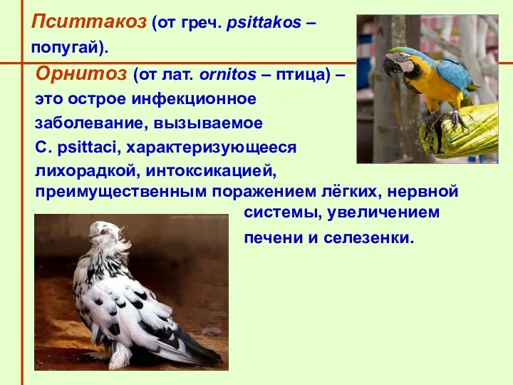 Пситтакоз (от греч. psittakos – попугай). Орнитоз (от лат. ornitos – птица) –