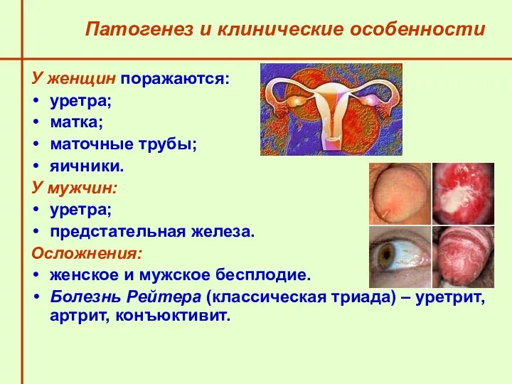 У женщин поражаются: уретра; матка; маточные трубы; яичники. У мужчин: уретра; предстательная железа.