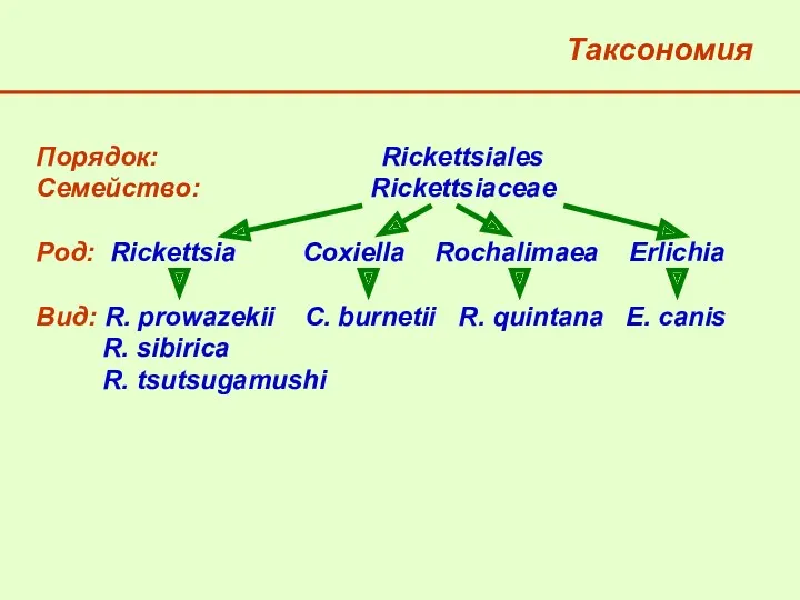 Таксономия Порядок: Rickettsiales Семейство: Rickettsiaceae Род: Rickettsia Coxiella Rochalimаea Erlichia Вид: R. prowazekii
