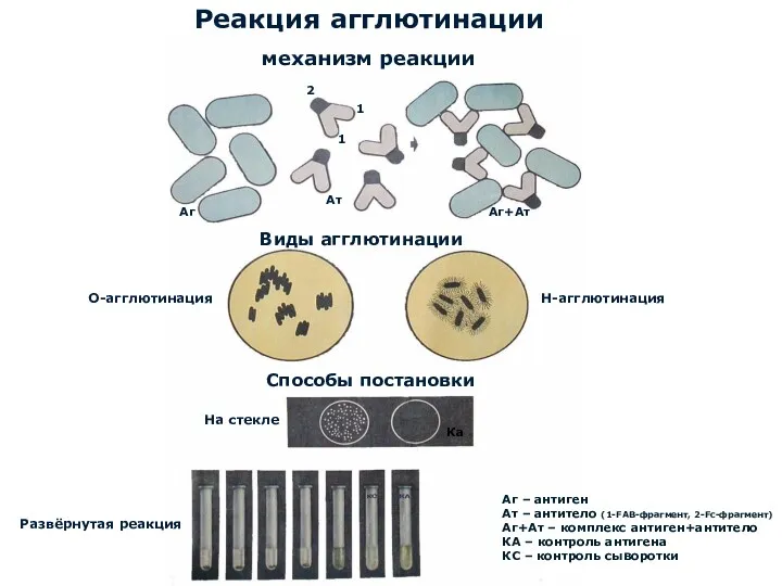 Реакция агглютинации механизм реакции 2 1 1 Аг Ат Аг+Ат