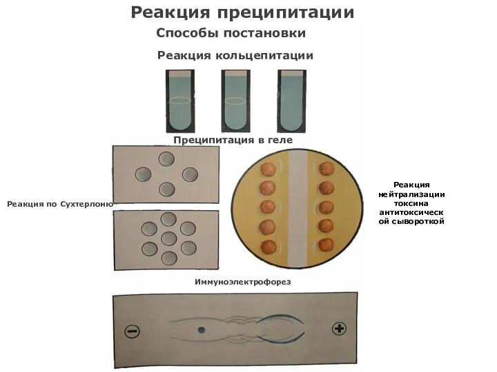 Реакция преципитации Способы постановки Реакция кольцепитации Преципитация в геле Реакция