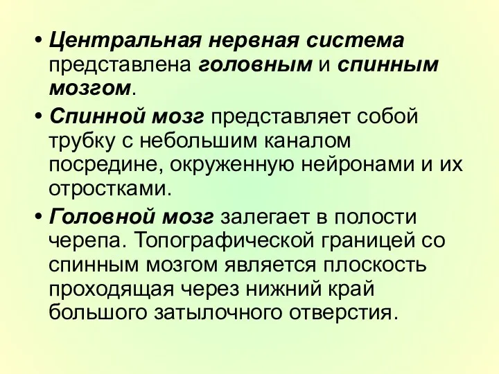 Центральная нервная система представлена головным и спинным мозгом. Спинной мозг