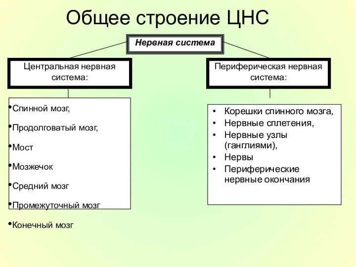 Общее строение ЦНС Корешки спинного мозга, Нервные сплетения, Нервные узлы