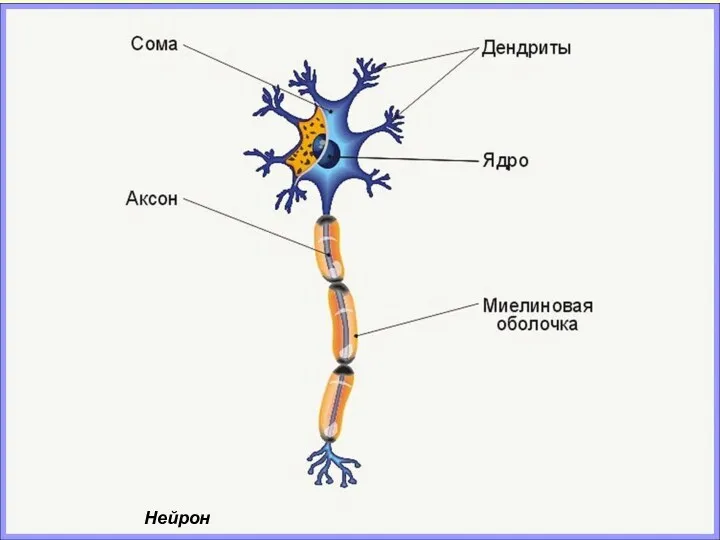 Нейрон Нейрон