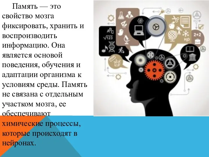 Память — это свойство мозга фиксировать, хранить и воспроизводить информацию.