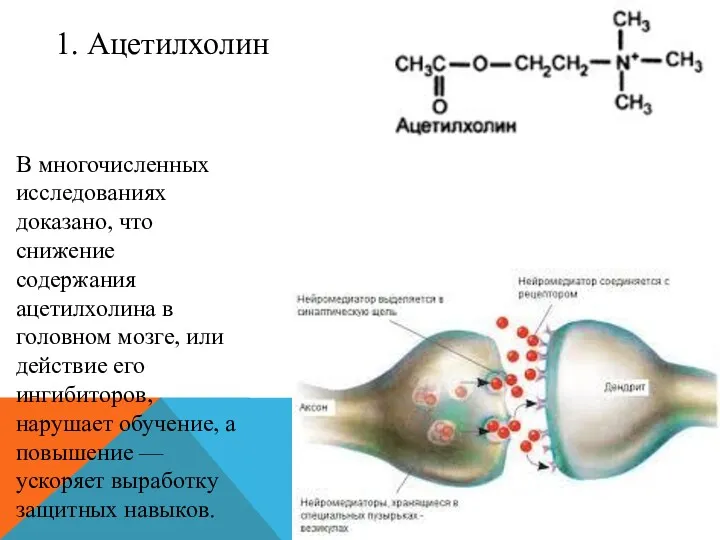 В многочисленных исследованиях доказано, что снижение содержания ацетилхолина в головном