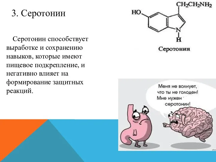 Серотонин способствует выработке и сохранению навыков, которые имеют пищевое подкрепление,