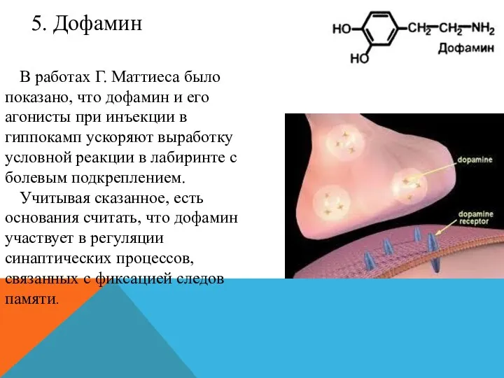В работах Г. Маттиеса было показано, что дофамин и его