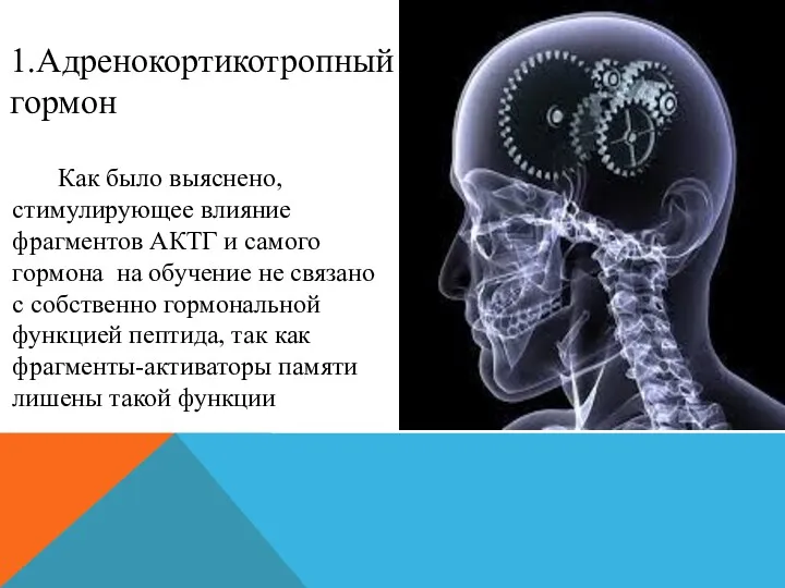 Как было выяснено, стимулирующее влияние фрагментов АКТГ и самого гормона