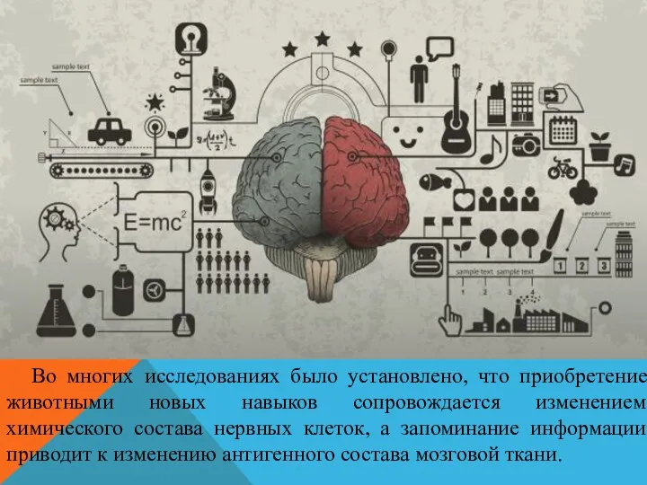 Во многих исследованиях было установлено, что приобретение животными новых навыков