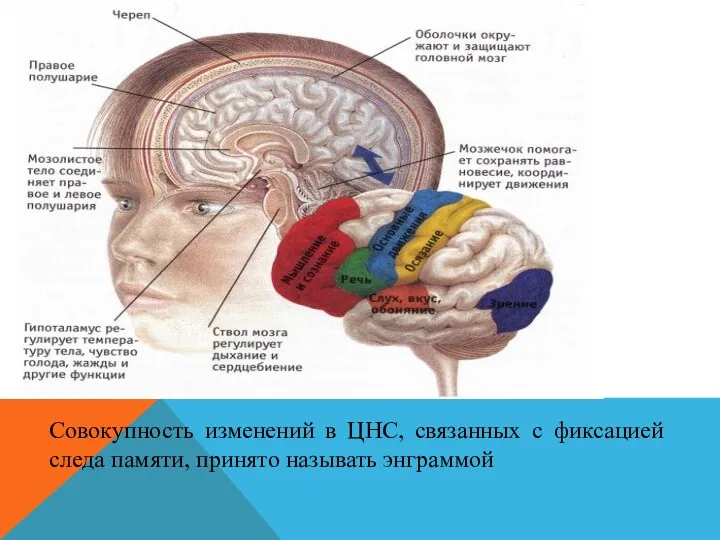 Совокупность изменений в ЦНС, связанных с фиксацией следа памяти, принято называть энграммой